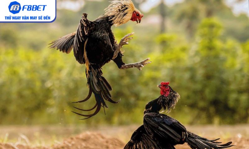 Chiến kê tung đòn trong Chọi Gà Cựa Sắt